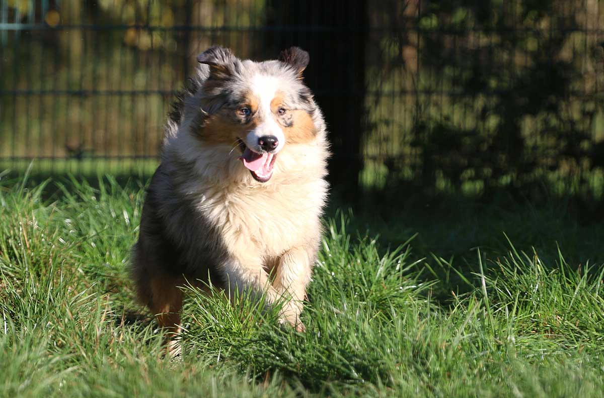 australian-shepherd-kaufen