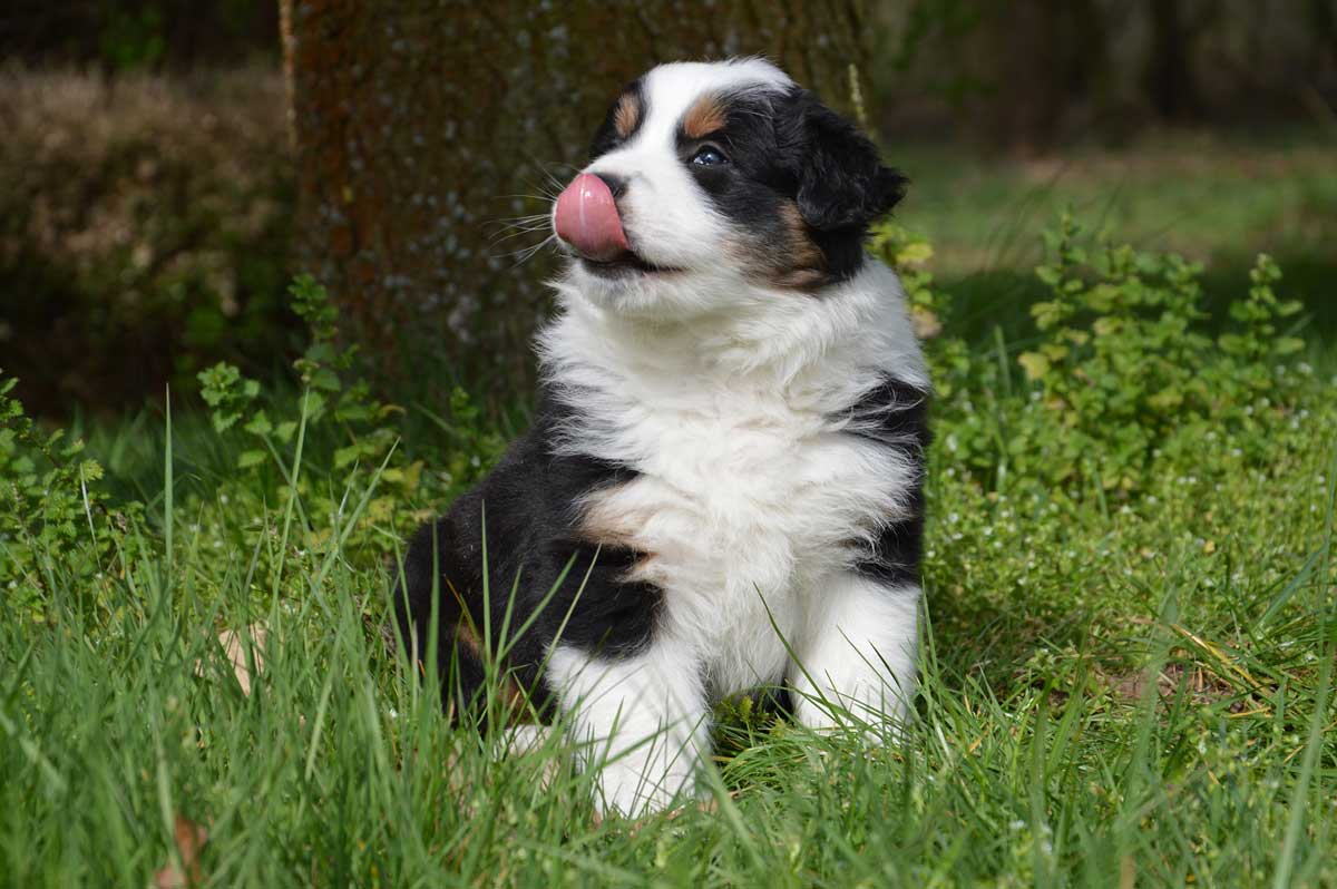 australian-shepherd-welpen