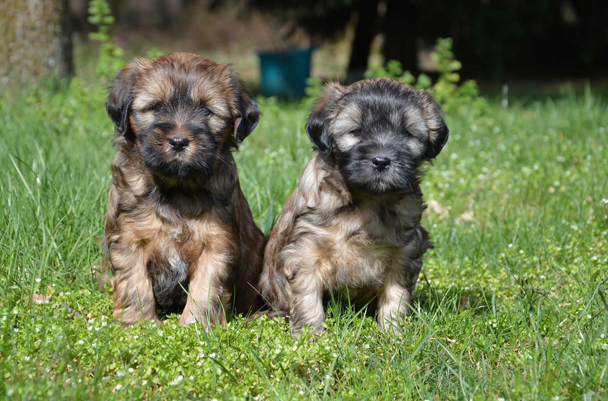 tibet-terrier-welpen