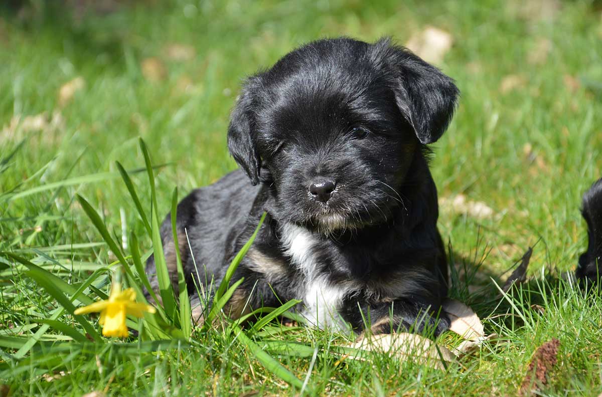 tibet-terrier-welpen